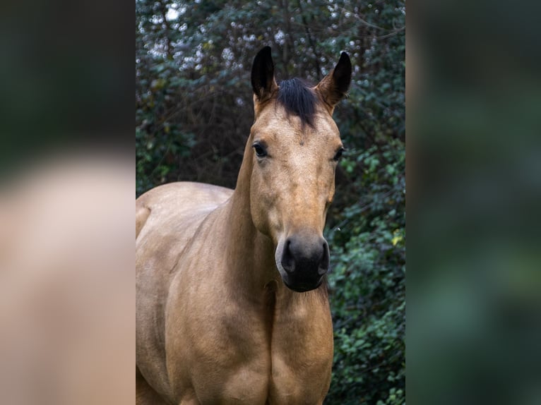 American Quarter Horse Giumenta 3 Anni Pelle di daino in Cassano D&#39;Adda