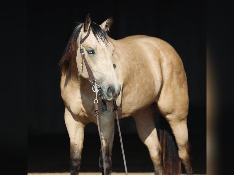 American Quarter Horse Giumenta 3 Anni Pelle di daino in Graham
