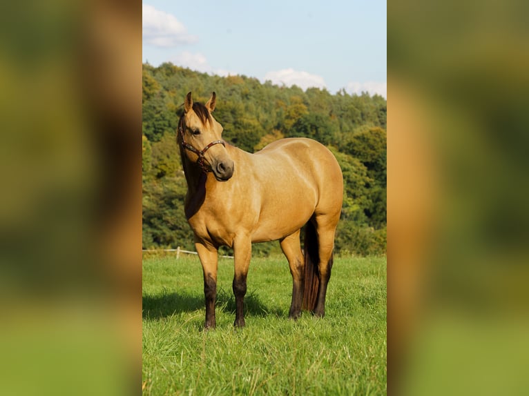 American Quarter Horse Giumenta 3 Anni Pelle di daino in Erbach
