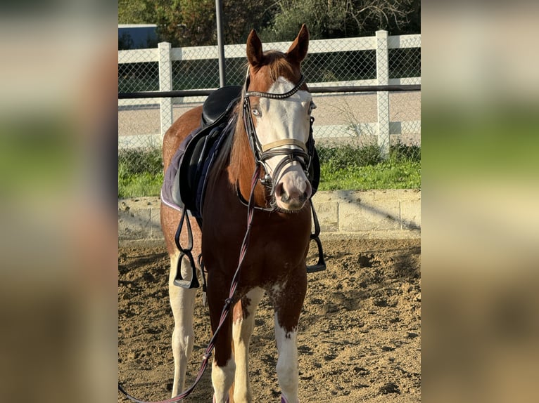 American Quarter Horse Giumenta 3 Anni Pezzato in Sitges