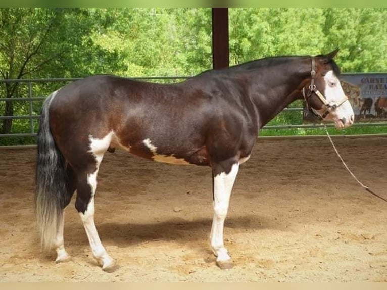 American Quarter Horse Giumenta 3 Anni Pezzato in Sitges