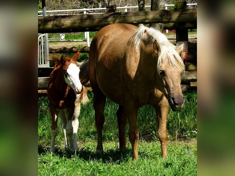 American Quarter Horse Giumenta 3 Anni Pezzato in Sitges