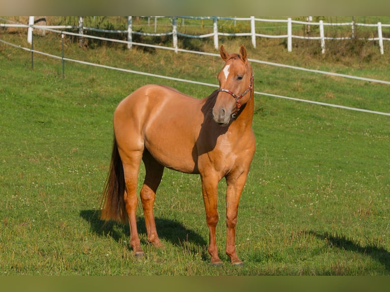 American Quarter Horse Giumenta 3 Anni Red dun in Erbach