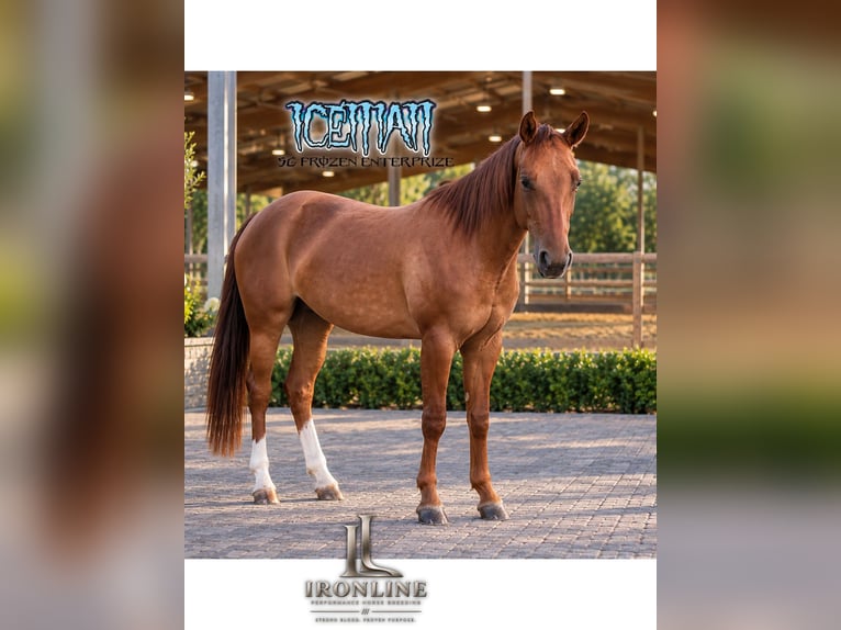 American Quarter Horse Giumenta 3 Anni Red dun in Walldürn