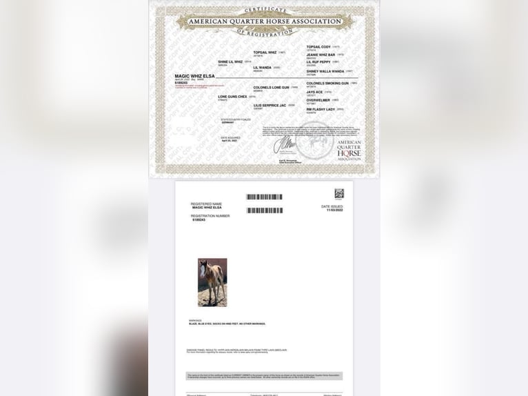 American Quarter Horse Giumenta 3 Anni in Salzgitter