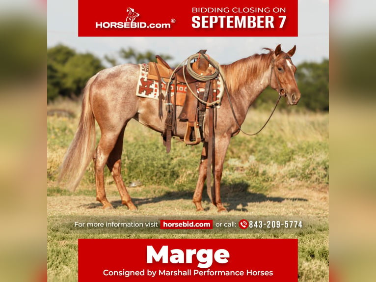American Quarter Horse Giumenta 3 Anni Roano rosso in Ryan