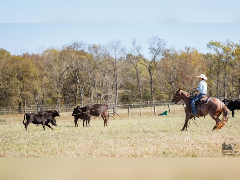 American Quarter Horse Giumenta 3 Anni Roano rosso in Auburn