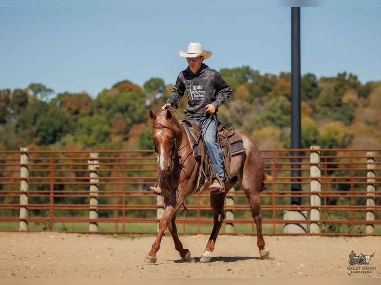 American Quarter Horse Giumenta 3 Anni Roano rosso in Auburn