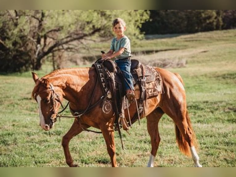 American Quarter Horse Giumenta 3 Anni Sauro ciliegia in Fort Worth