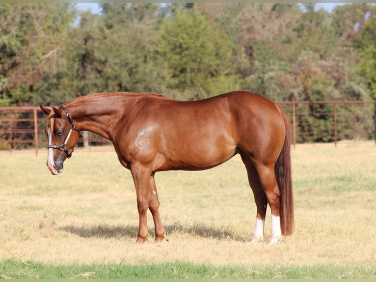 American Quarter Horse Giumenta 3 Anni Sauro ciliegia in Fort Worth