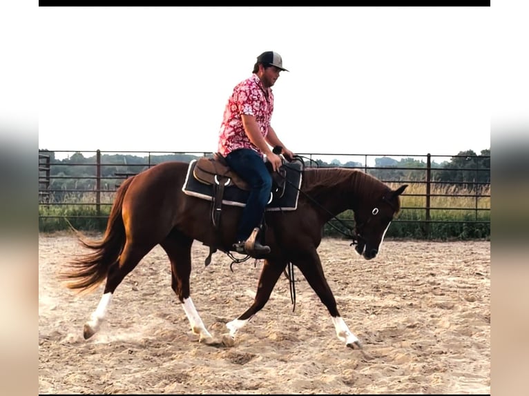 American Quarter Horse Giumenta 3 Anni Sauro ciliegia in La Grange