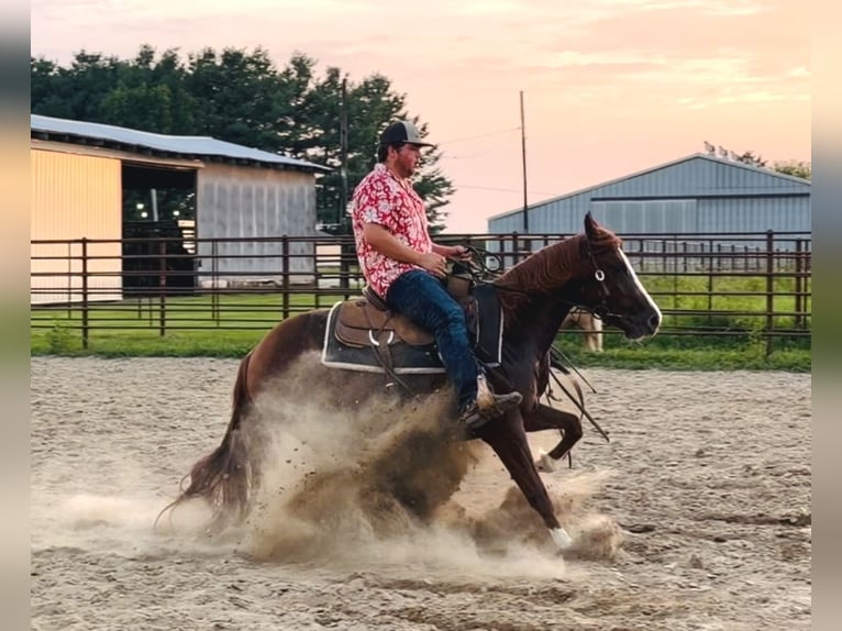 American Quarter Horse Giumenta 3 Anni Sauro ciliegia in La Grange