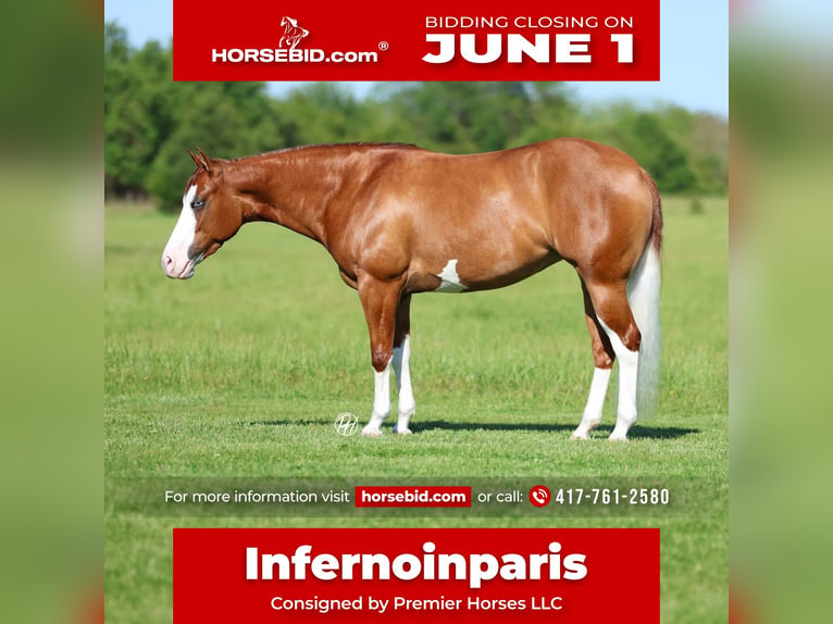 American Quarter Horse Giumenta 3 Anni Sauro ciliegia in Buffalo