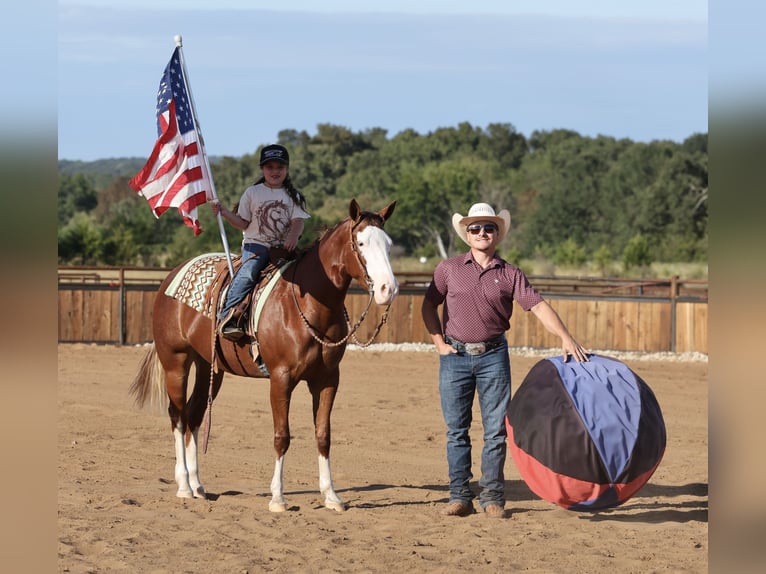 American Quarter Horse Giumenta 3 Anni Sauro ciliegia in Buffalo