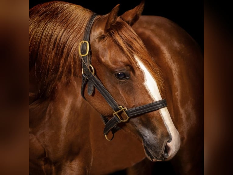 American Quarter Horse Giumenta 3 Anni Sauro in Bitz