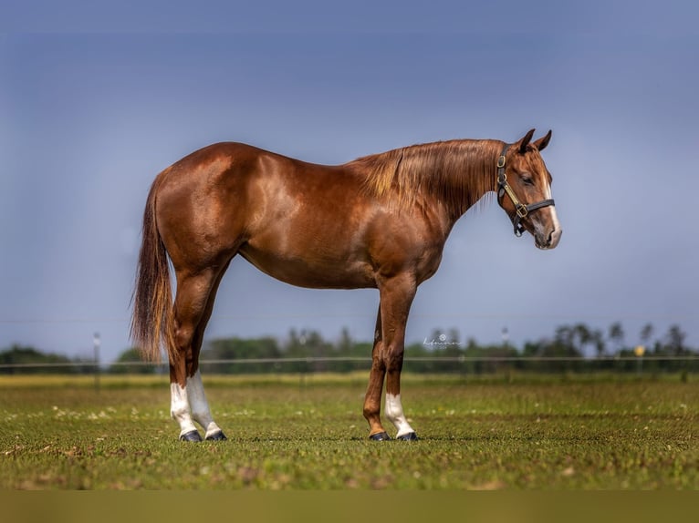 American Quarter Horse Giumenta 3 Anni Sauro in Bitz