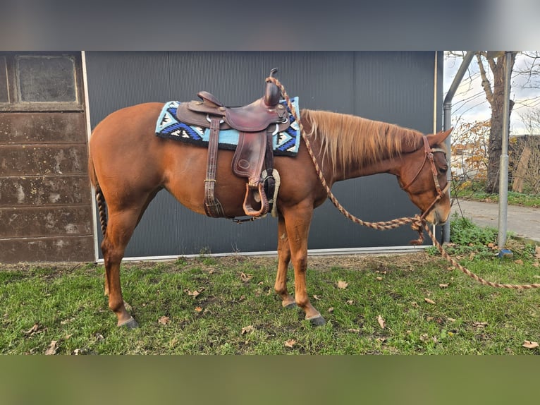 American Quarter Horse Giumenta 3 Anni Sauro in Rotstergaast