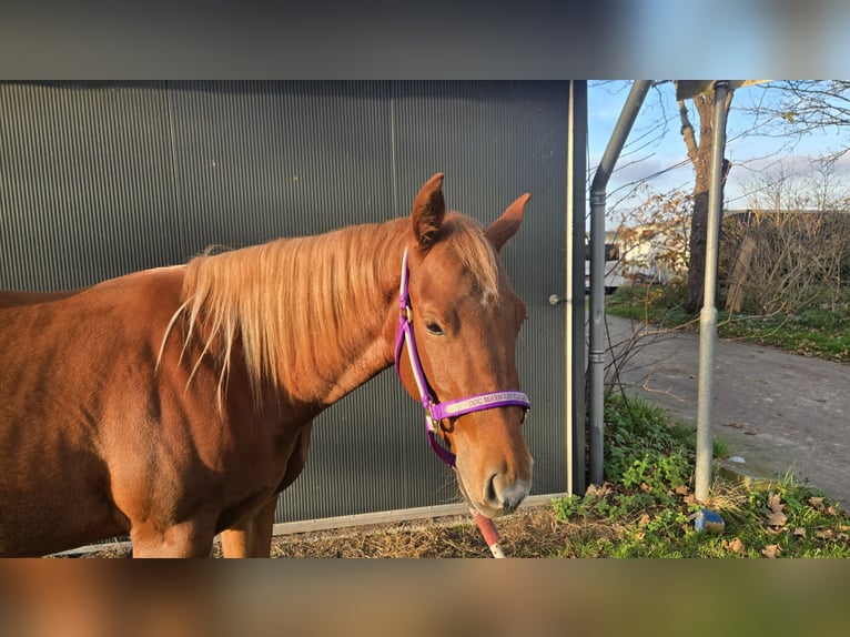 American Quarter Horse Giumenta 3 Anni Sauro in Rotstergaast
