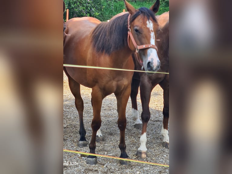 American Quarter Horse Giumenta 3 Anni Sauro scuro in Henndorf