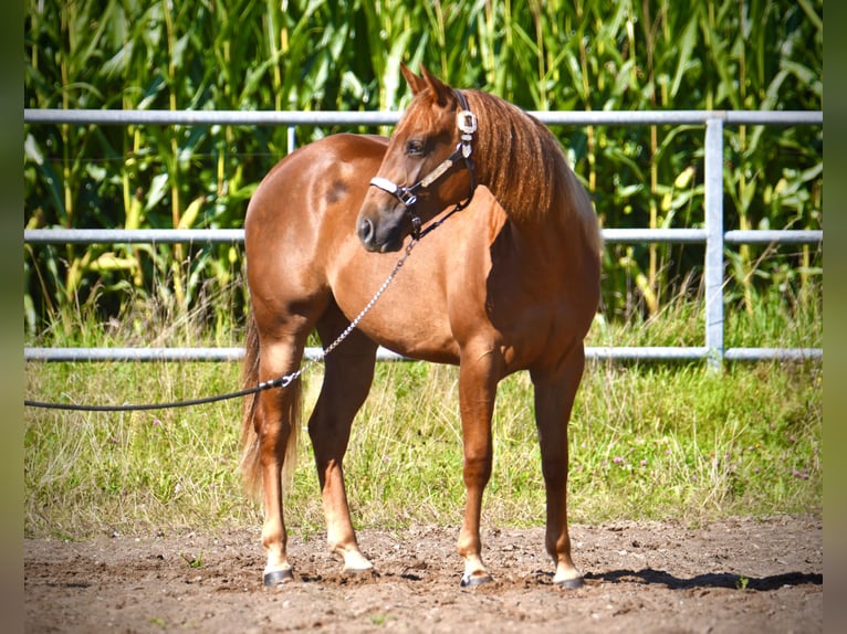 American Quarter Horse Giumenta 3 Anni Sauro scuro in Parkstein