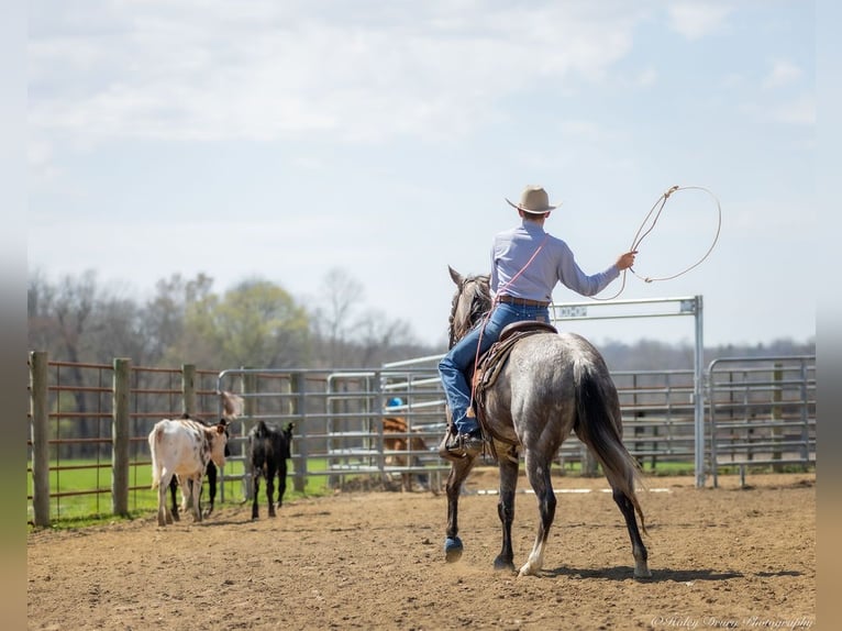 American Quarter Horse Giumenta 4 Anni 140 cm in Auburn, KY
