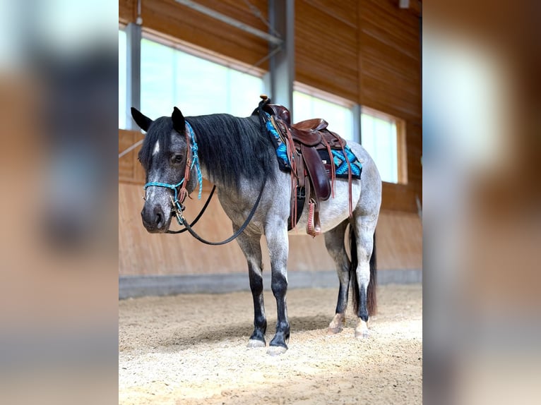 American Quarter Horse Giumenta 4 Anni 140 cm Roano blu in Ascha