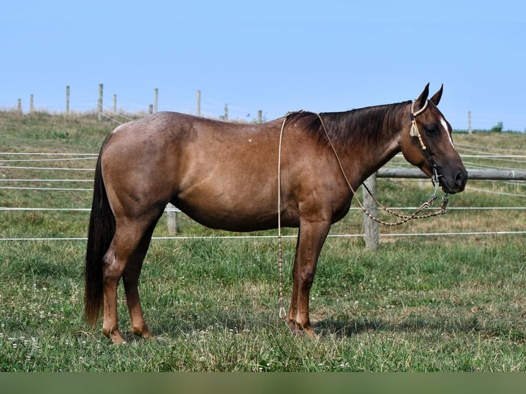 American Quarter Horse Giumenta 4 Anni 140 cm Roano rosso in Rebersburg, PA