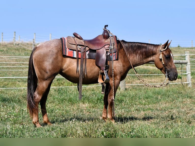 American Quarter Horse Giumenta 4 Anni 140 cm Roano rosso in Rebersburg, PA