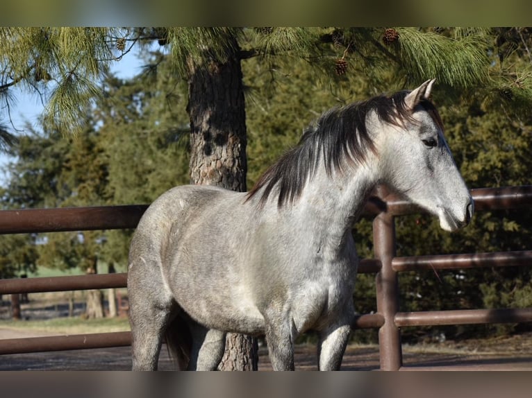 American Quarter Horse Giumenta 4 Anni 142 cm Grigio in Sulphur Springs