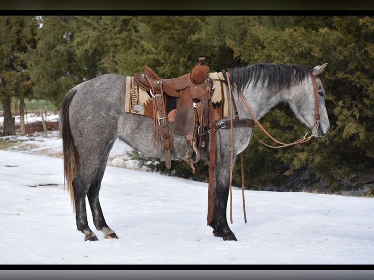 American Quarter Horse Giumenta 4 Anni 142 cm Grigio in Sulphur Springs