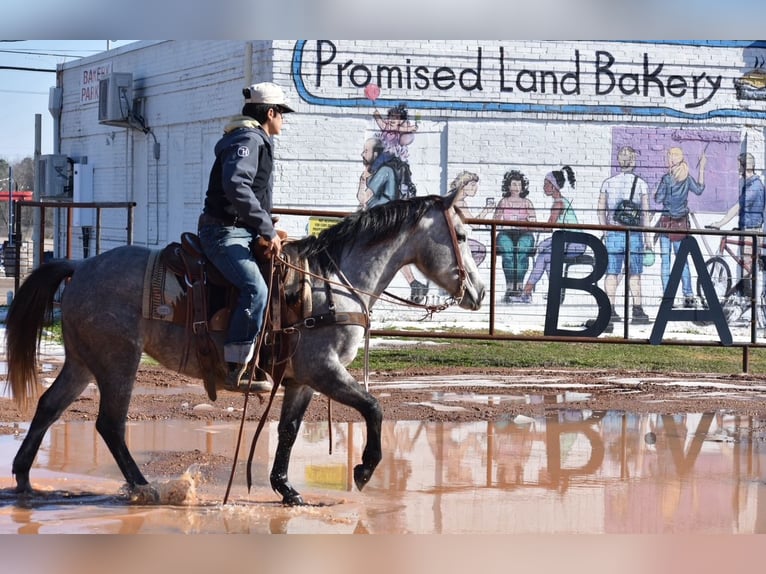 American Quarter Horse Giumenta 4 Anni 142 cm Grigio in Sulphur Springs