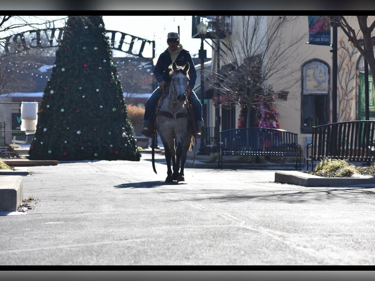 American Quarter Horse Giumenta 4 Anni 142 cm Grigio in Sulphur Springs