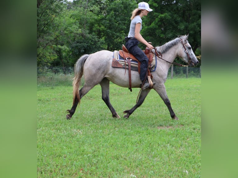 American Quarter Horse Mix Giumenta 4 Anni 142 cm Grigio pezzato in Howell, MI American Quarter Horse Mix Giumenta 4 Anni 142 cm Grigio pezzato in Howell, MI