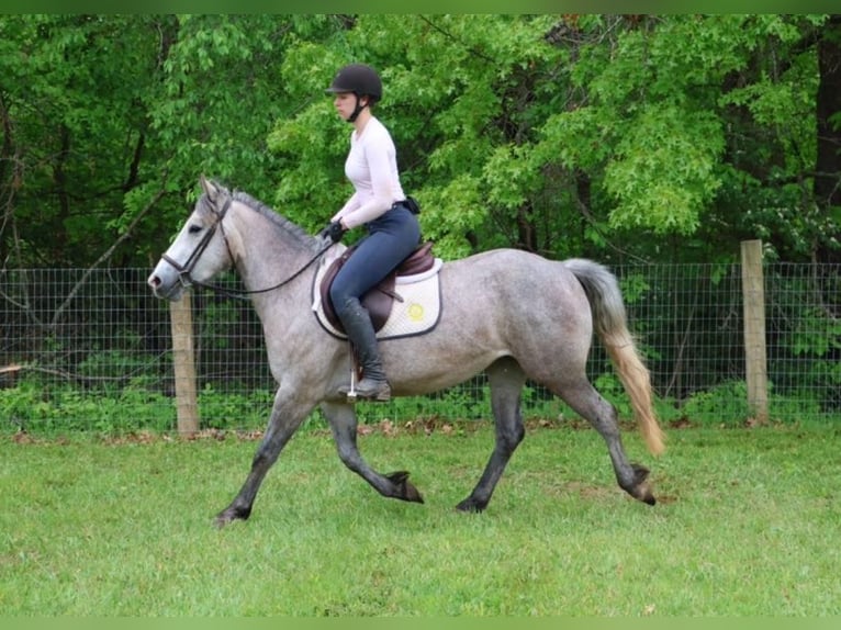 American Quarter Horse Mix Giumenta 4 Anni 142 cm Grigio pezzato in Howell, MI American Quarter Horse Mix Giumenta 4 Anni 142 cm Grigio pezzato in Howell, MI
