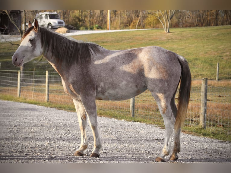 American Quarter Horse Giumenta 4 Anni 142 cm Sabino in Beach City