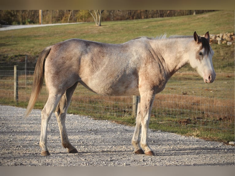 American Quarter Horse Giumenta 4 Anni 142 cm Sabino in Beach City