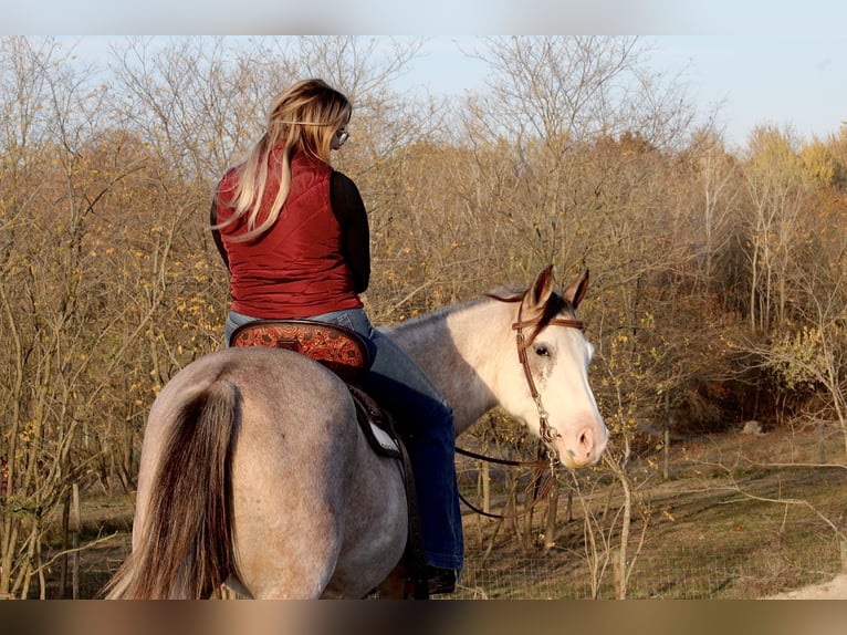 American Quarter Horse Giumenta 4 Anni 142 cm Sabino in Beach City