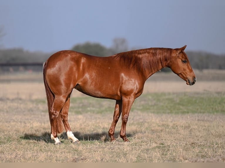 American Quarter Horse Giumenta 4 Anni 142 cm Sauro ciliegia in Waco