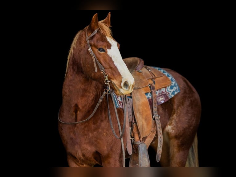 American Quarter Horse Giumenta 4 Anni 142 cm Sauro ciliegia in Decorah, IA