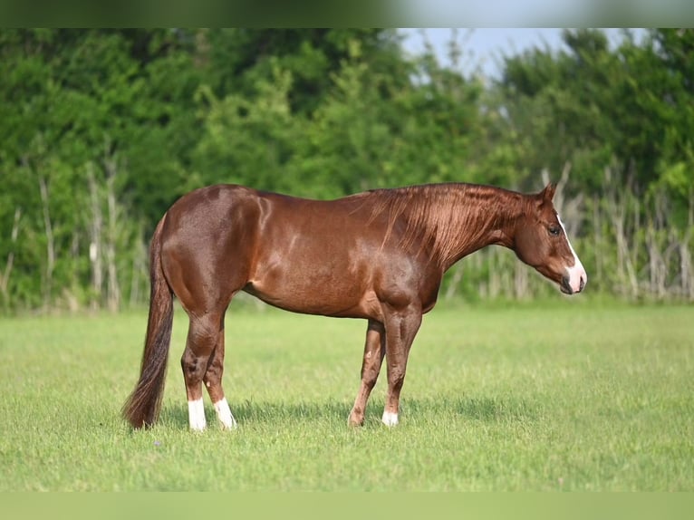 American Quarter Horse Giumenta 4 Anni 142 cm Sauro ciliegia in Waco