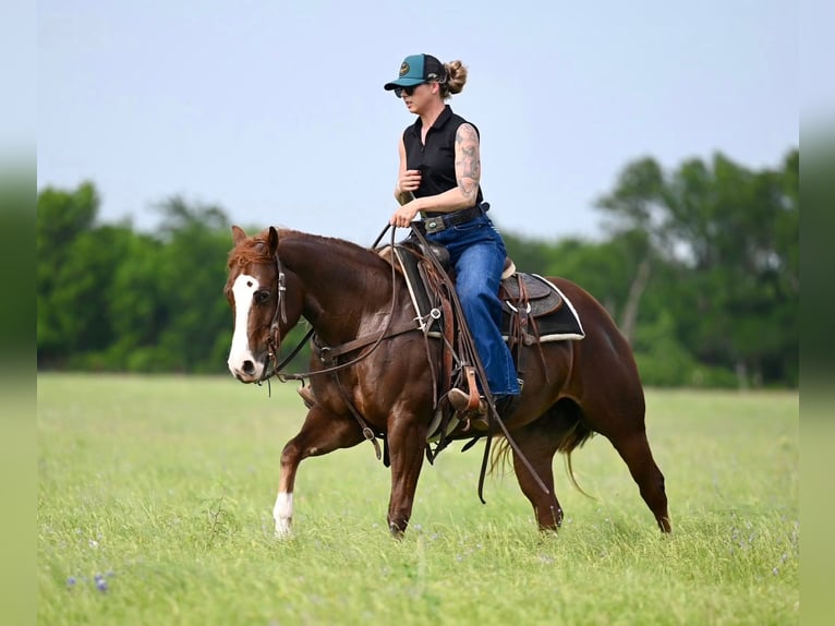 American Quarter Horse Giumenta 4 Anni 142 cm Sauro ciliegia in Waco