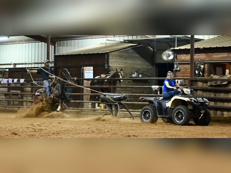American Quarter Horse Giumenta 4 Anni 142 cm Sauro scuro in Waco