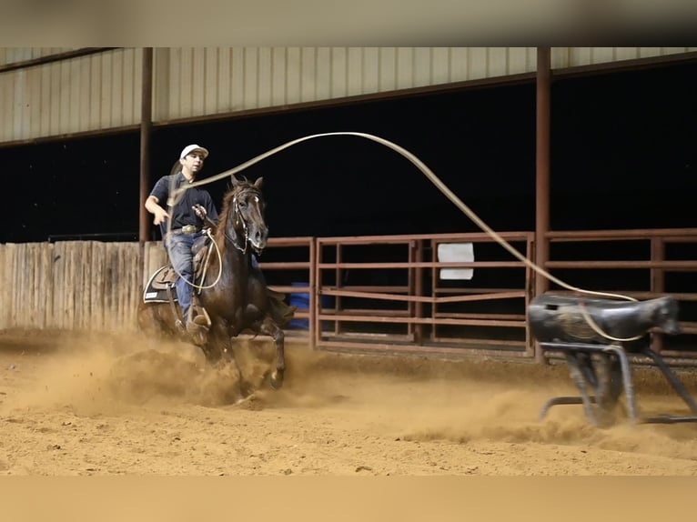 American Quarter Horse Giumenta 4 Anni 142 cm Sauro scuro in Waco