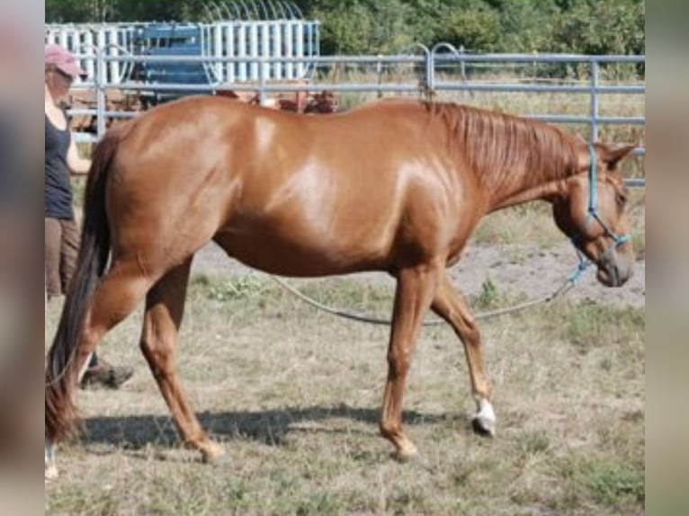 American Quarter Horse Giumenta 4 Anni 144 cm Sauro in Schönwalde