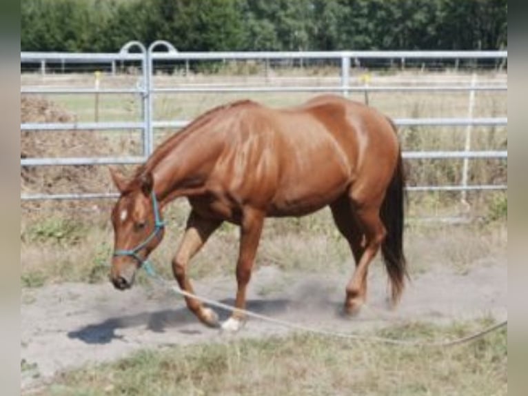 American Quarter Horse Giumenta 4 Anni 144 cm Sauro in Schönwalde