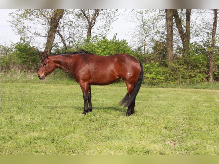 American Quarter Horse Giumenta 4 Anni 145 cm Baio ciliegia in North Judson IN