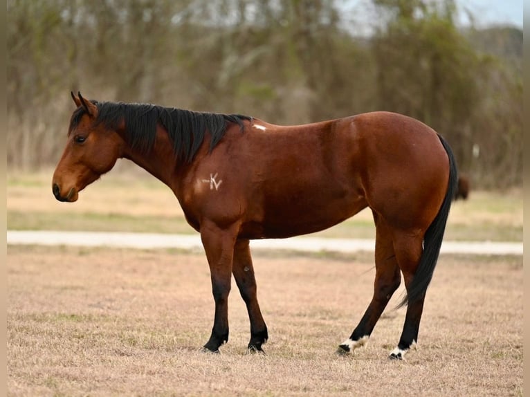 American Quarter Horse Giumenta 4 Anni 145 cm Baio ciliegia in Carrollton, KY