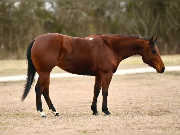 American Quarter Horse Giumenta 4 Anni 145 cm Baio ciliegia in Carrollton, KY