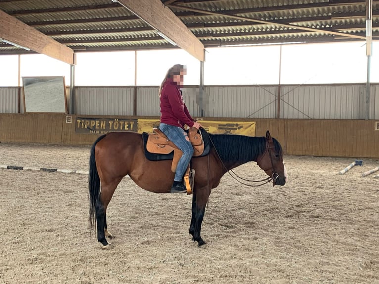 American Quarter Horse Giumenta 4 Anni 145 cm Baio ciliegia in Lehre