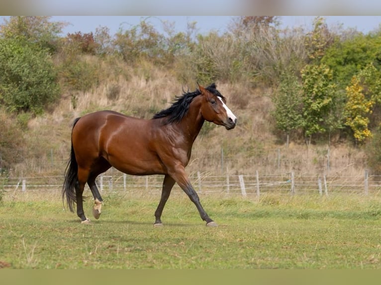 American Quarter Horse Giumenta 4 Anni 145 cm Baio ciliegia in Lehre